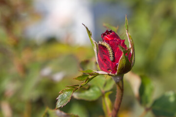 A caterpillar on a red rose bud. Close-up.