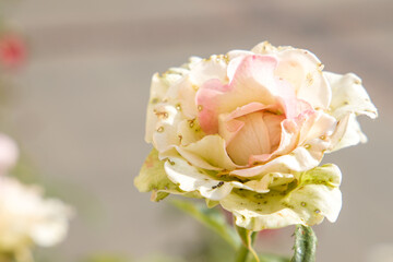 A pink rose whose leaves are affected by pests