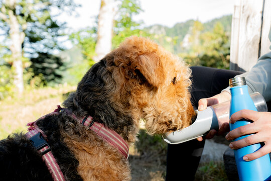 Airedale Terrier drinking from a bottle in the Swiss Alps