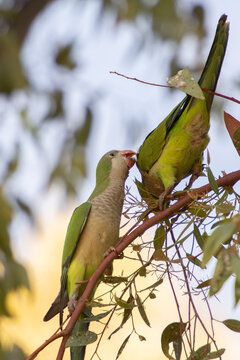 Monk parakeets perched on a branch in natural habitat