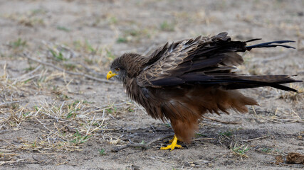 a yellow billed kite on the ground
