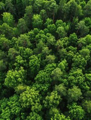 Naklejka premium A dense, thriving forest teeming with life and greenery.