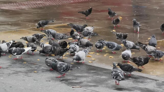 Pigeons eating food on street, London, UK.