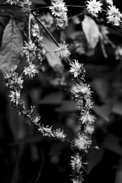 Monochrome image of delicate wildflowers