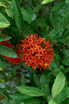 Vibrant Ixora coccinea cluster amidst lush foliage