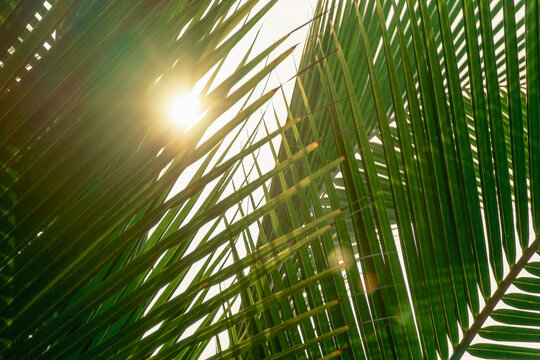 Sunlight filtering through tropical palm leaves