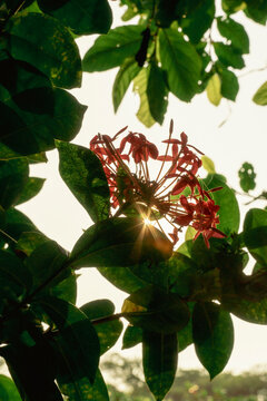 Sunburst through Tropical Rangoon Creeper Flowers
