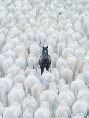 Obraz premium black horse with white walking among dry grasses and yellow wildflowers in the day