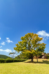 長崎県民の森吊り橋広場で広場とカエデ