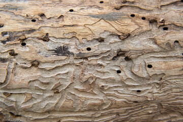 Damage after wood borers, scolytidae. Texture of the tree bark on the reverse side. The background of natural inner red bark. Soft leather trees.
 wood porous. Old wooden wall texture surface.