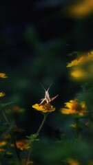 grasshopper on the leaf