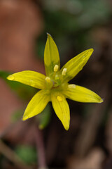 Fototapeta premium Yellow Star of Bethlehem (Gagea lutea) 
