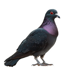 Fototapeta premium Pigeon isolated on transparent or white background