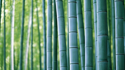 Obraz premium A calm scene of the Bamboo Forest in Arashiyama, Kyoto, with no people present, allowing the towering green bamboo stalks to fill the frame.