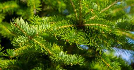 Fir branches close-up. Coniferous trees in the forest. Winter Christmas background. Christmas background, beautiful nature