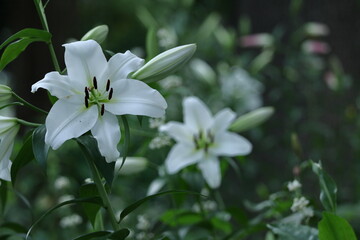 純潔を象徴する花