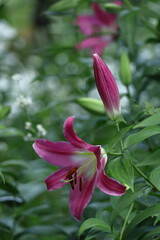 純潔を象徴する花