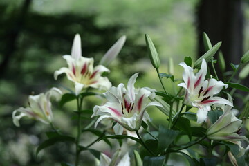 純潔を象徴する花