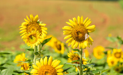 해바라기꽃이 노랗게 핀 아름다운 시골 농장 풍경