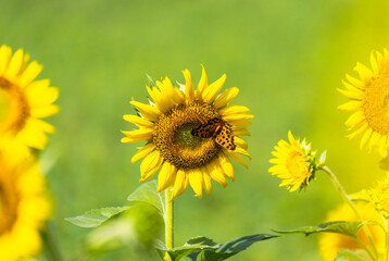 해바라기꽃이 노랗게 핀 아름다운 시골 농장 풍경