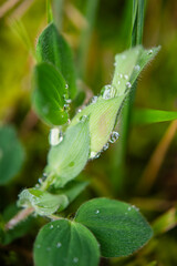A drop of morning dew on the stem of a plant. Raindrops on Lotus leaves.Image taken during the monsoon season.