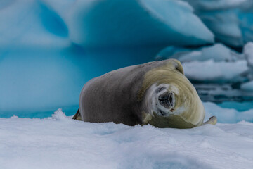 Close-up of a crabeater seal -Lobodon carcinophaga- resting on a small iceberg near the fish islands on the Antarctic peninsula