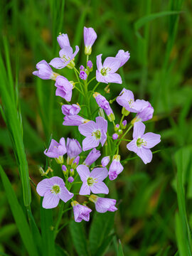 spring time with its beautiful cuckoo flower