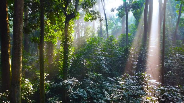 Tropical forest or rainforest. Walk through dense forests as the sun peeks through the trees in summer. Its rays illuminate the green forest. Cifor, IPB University Bogor Research Forest, Indonesia.