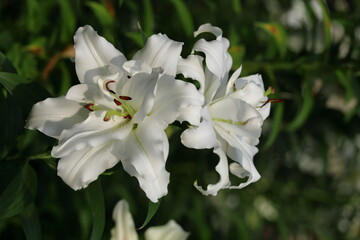 純潔を象徴する花