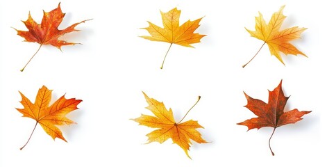 Autumn maple leaves flying and falling on an isolated background