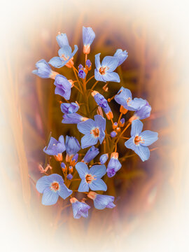fantasy design with its beautiful cuckoo flower