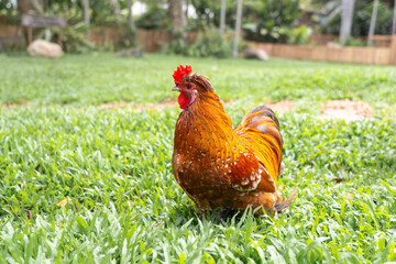 Hybrid rooster small stands on the grass in the garden. he is a mix of a Thai bantam and silkie chicken.