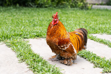 Hybrid rooster small stands on the grass in the garden. he is a mix of a Thai bantam and silkie chicken.