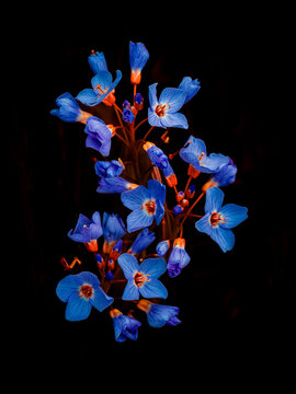 fantasy design with its beautiful cuckoo flower