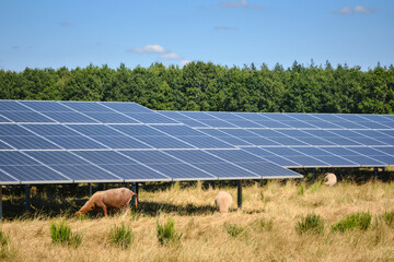 solar energy farm with large photovoltaic panels in rural area with sheep