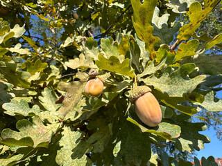 Acorns in the oak tree in autumn time
