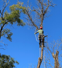 Lumberjack is working on a high tree