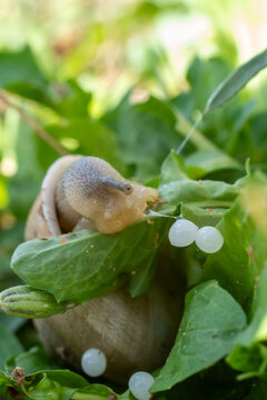 Snail and snail eggs