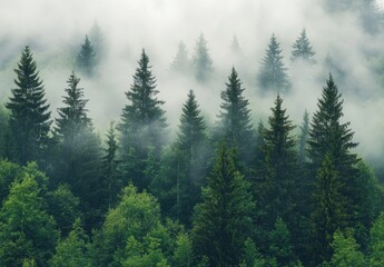 Obraz premium Misty Forest Trees.