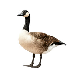 Majestic Canada Goose Standing Proudly