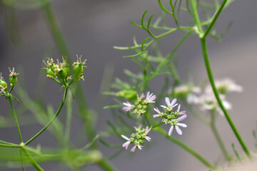 A bunch of flowers with green stems and white flowers