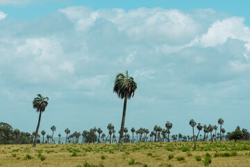 Palmeras