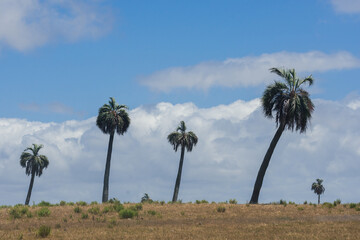 Paisaje con palmeras