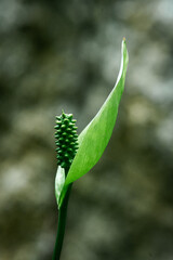 Slor de Spathiphyllum