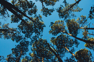 Plantas en contrapicado y cielo de fondo