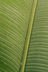Detalle de hoja