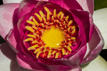 Peonia