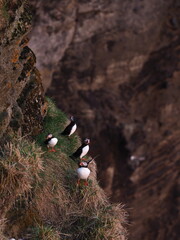 Island Dyrh&oacute;laey