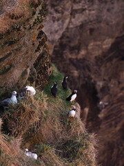 Island Dyrh&oacute;laey