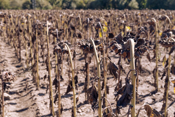 Field of sunflowers at the end of summer. Dried flowers ready for harvest